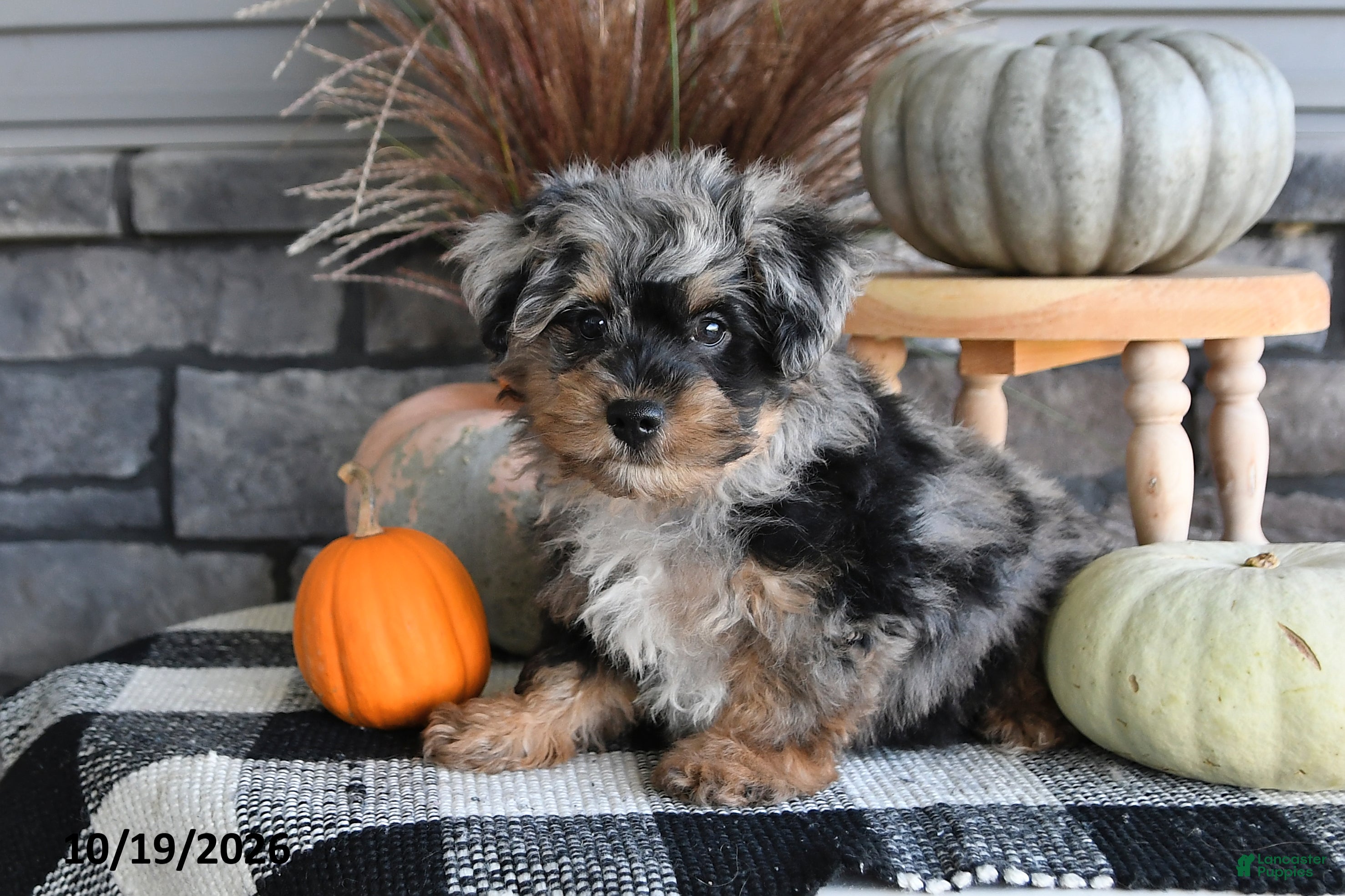 Yorkiepoo dogs Archie - Ad 1