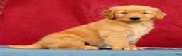 Golden Retriever dogs for sale: Olive - Ad 3
