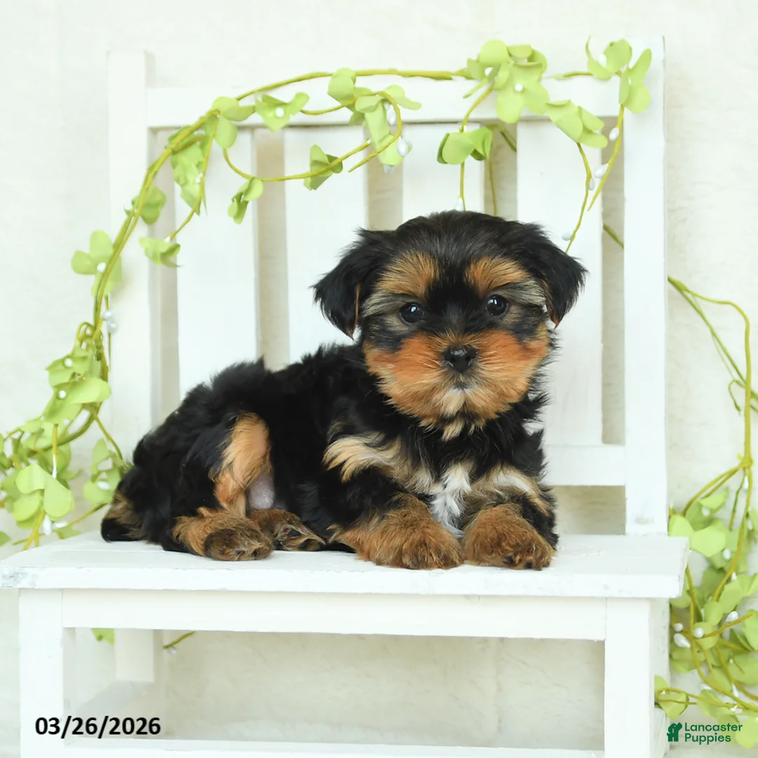 Yorkshire Terrier dogs for sale: Skye - Ad 5