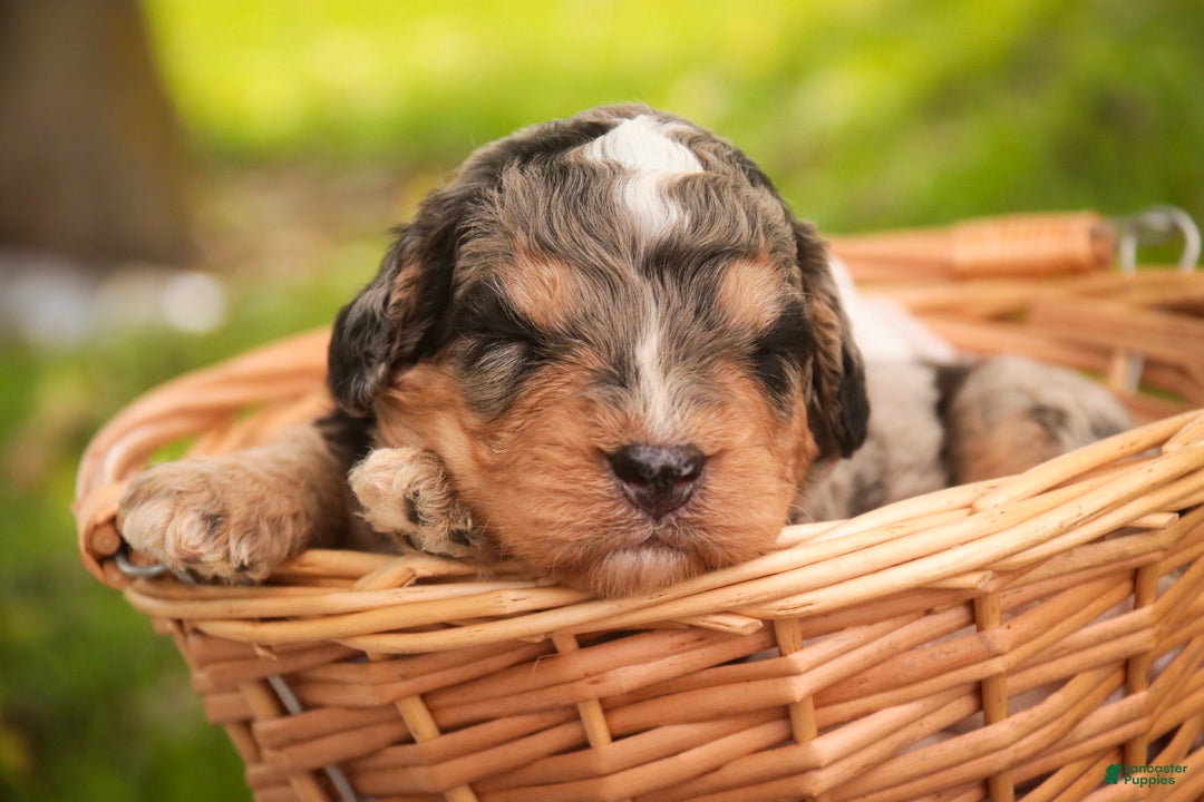 Mini Bernedoodle dogs Cornell F1 Mini Bernedoodle  - Ad 2