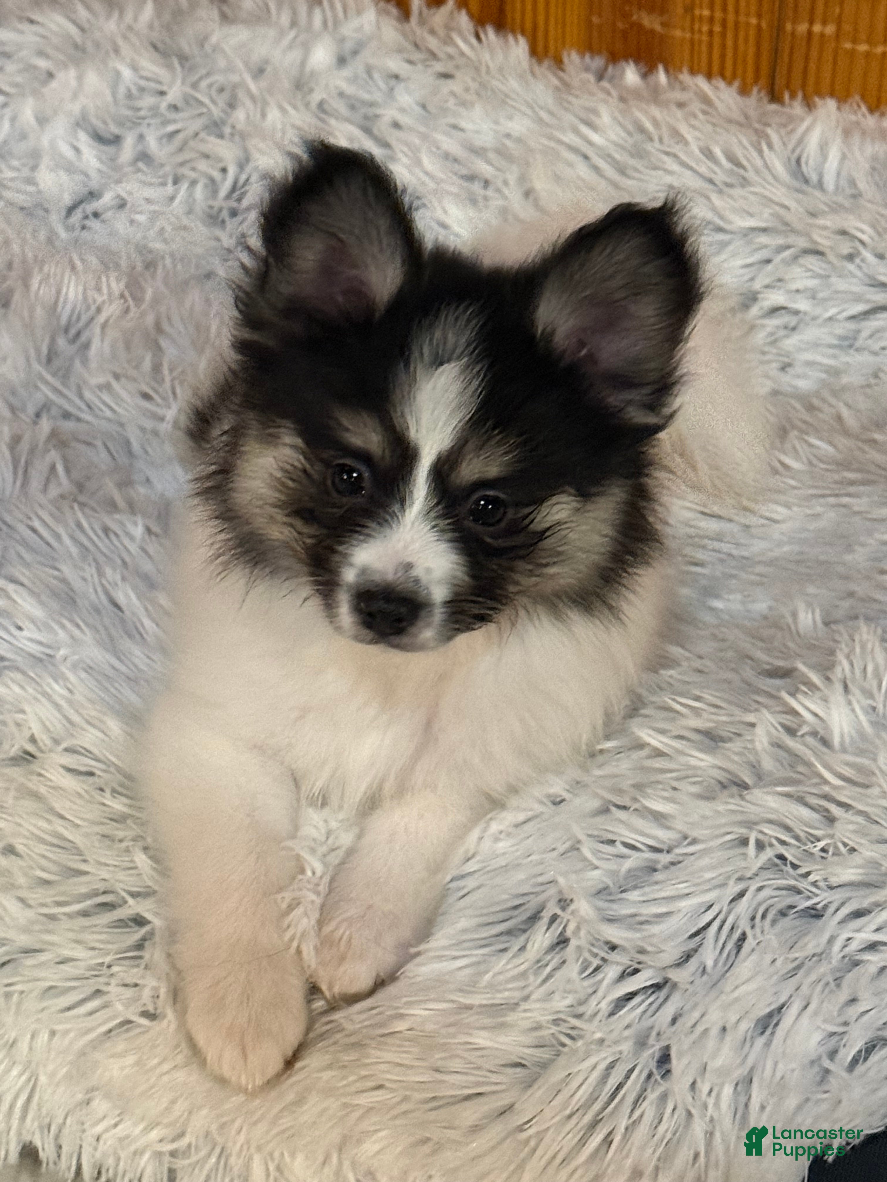 Mixed Breed dogs Mixed Breed Puppy 2 - Ad 26