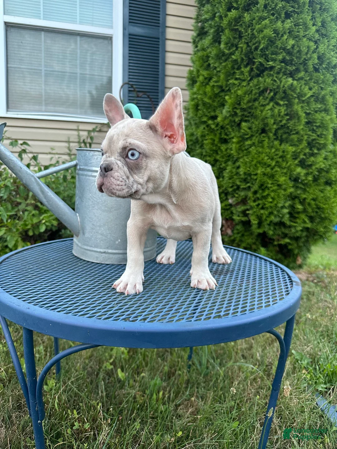 Gallery Image {{count}}