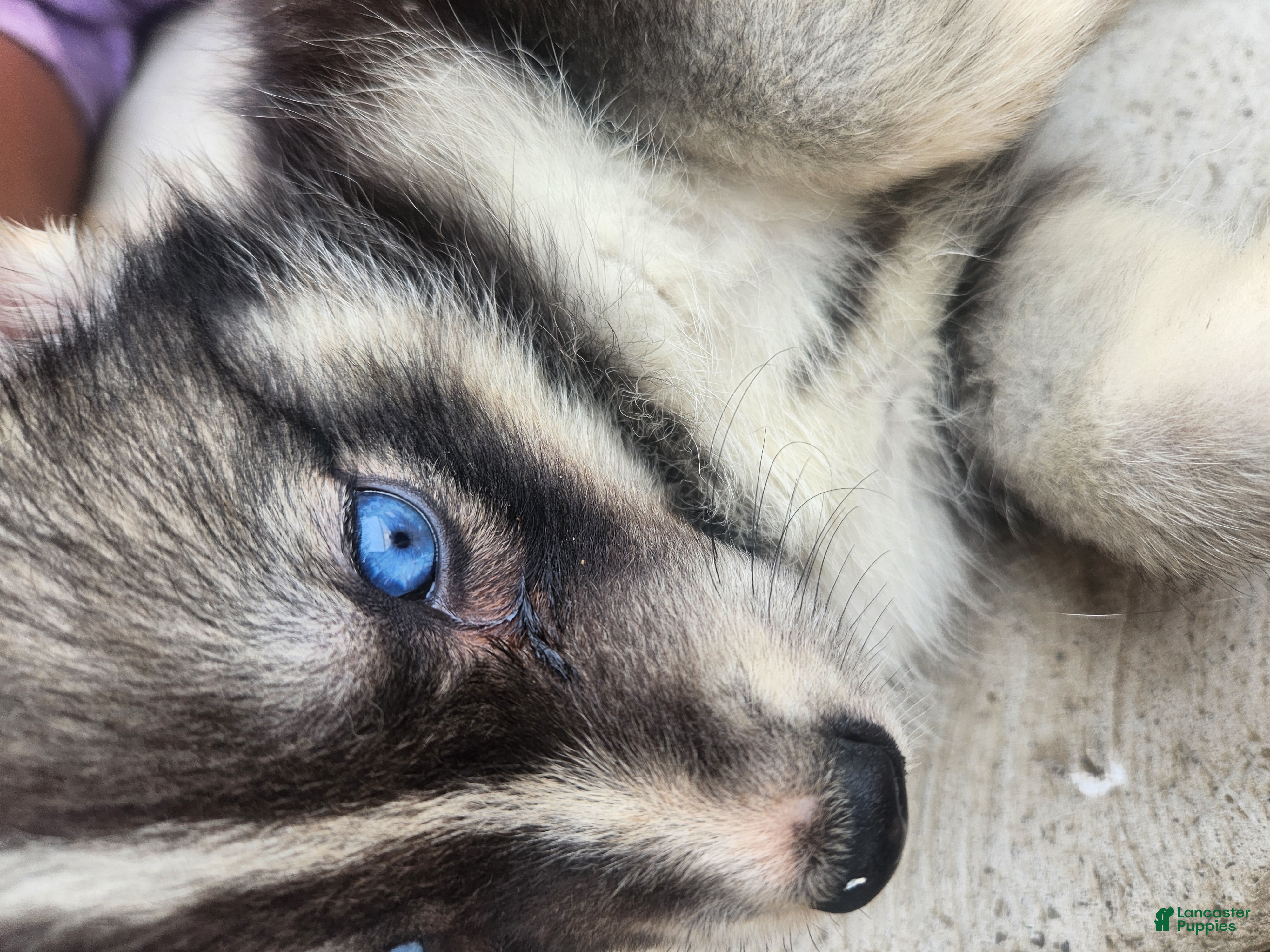 Siberian Husky dogs Siberian Husky 7 - Ad 1