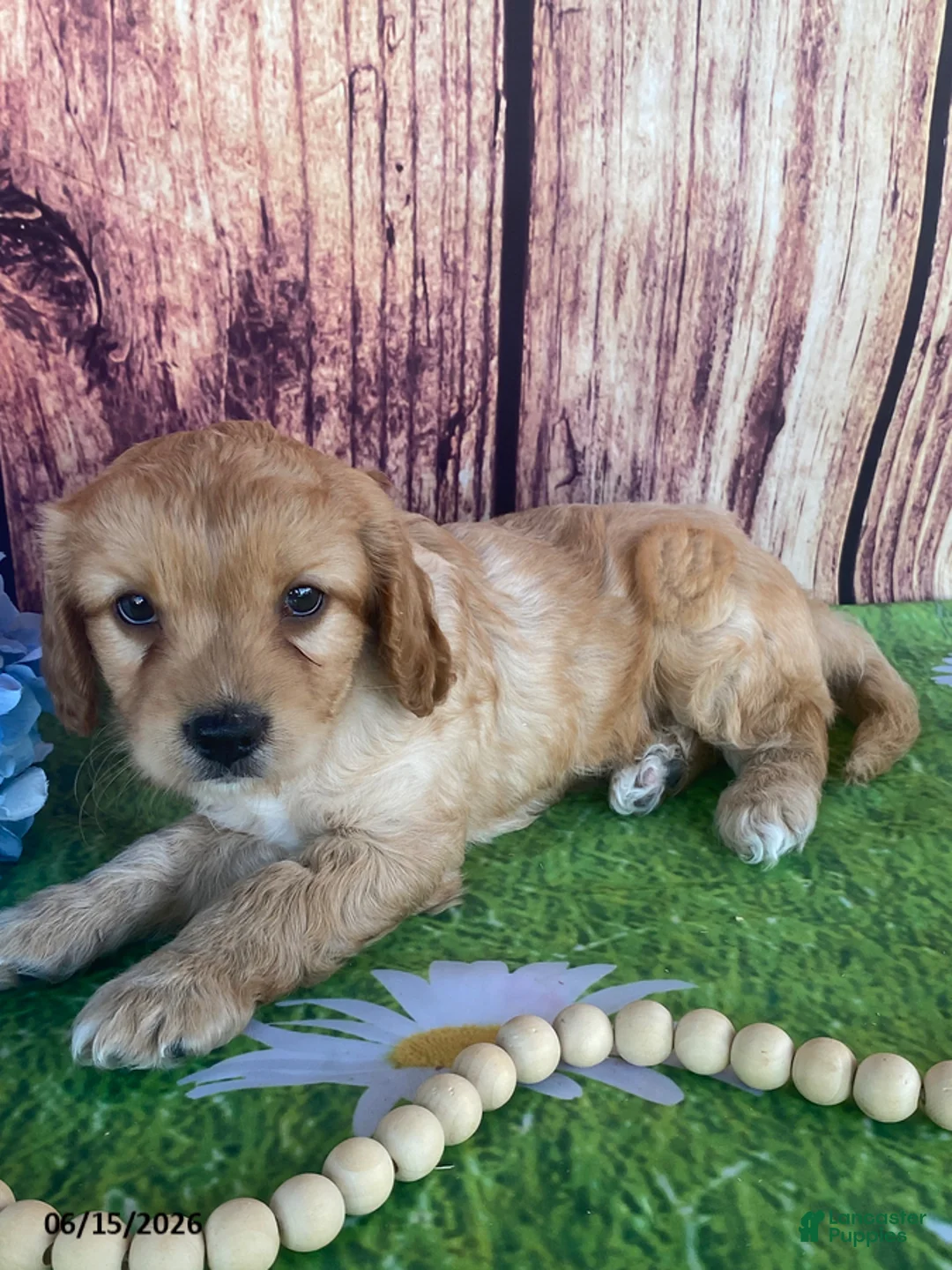 Cavapoo dogs for sale: Carson - Ad 2