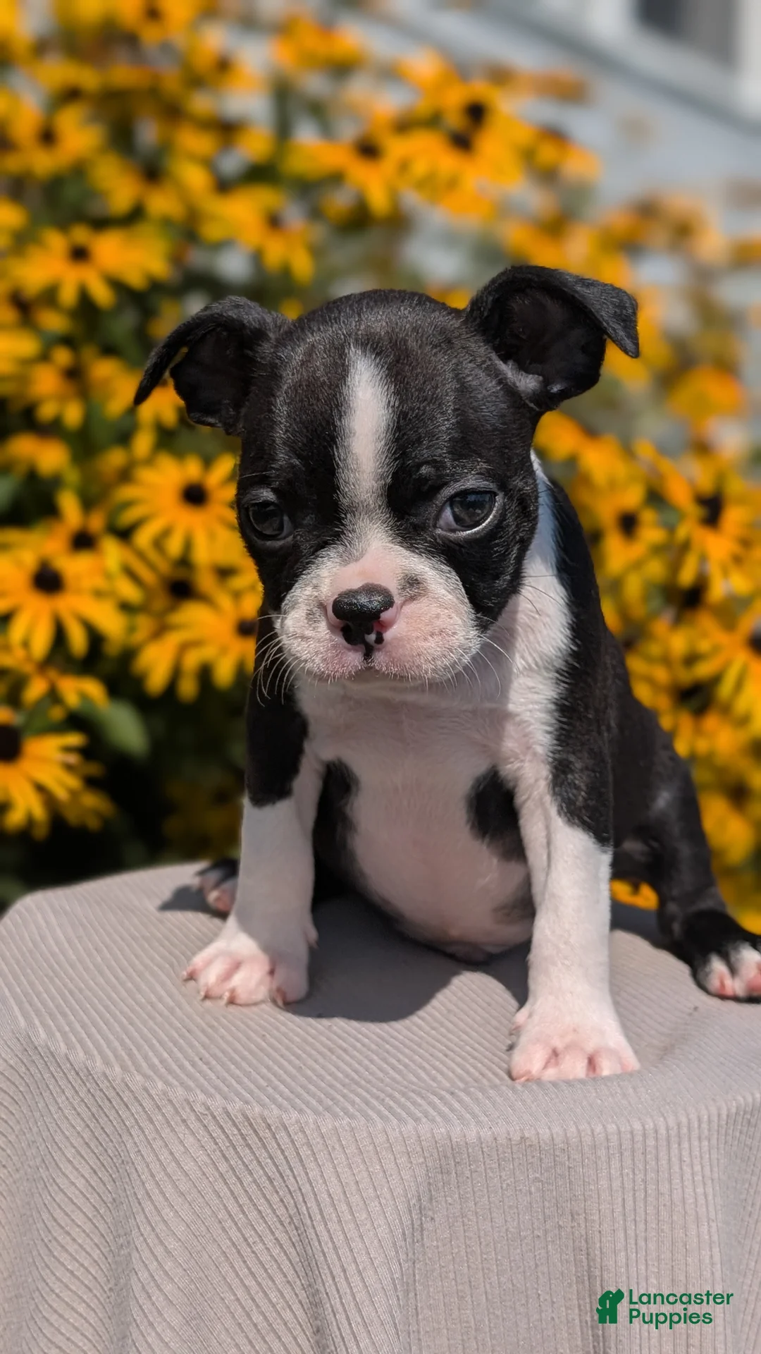 Boston Terrier dogs for sale: Teddy - Ad 2