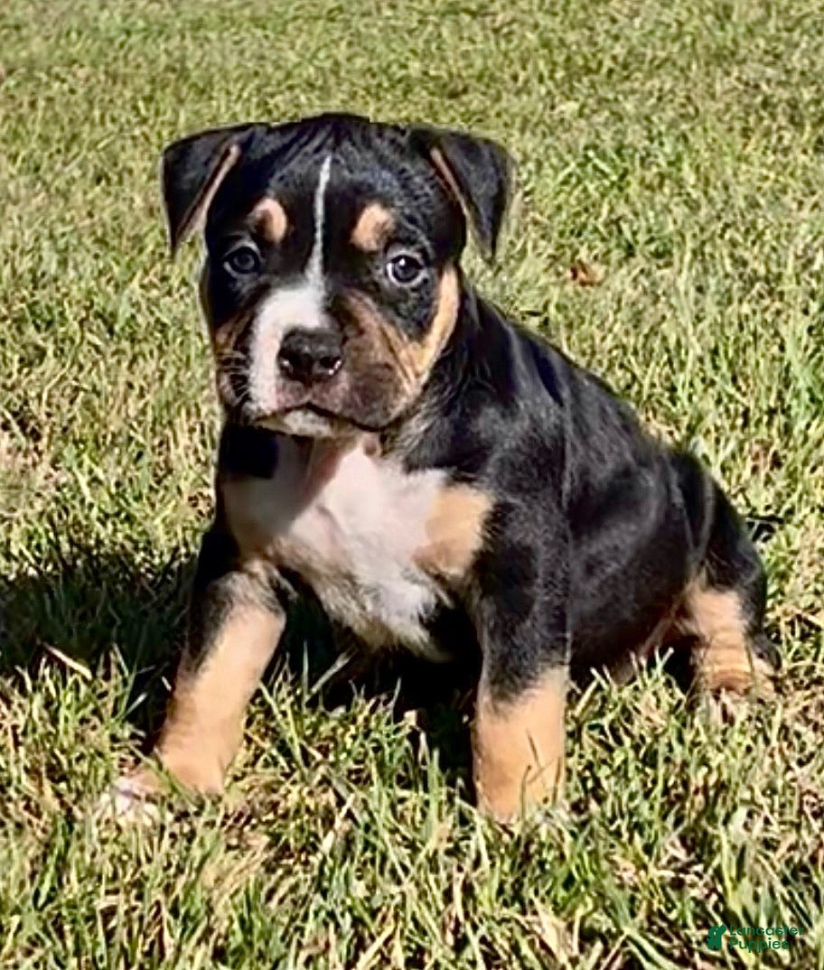 American Bully