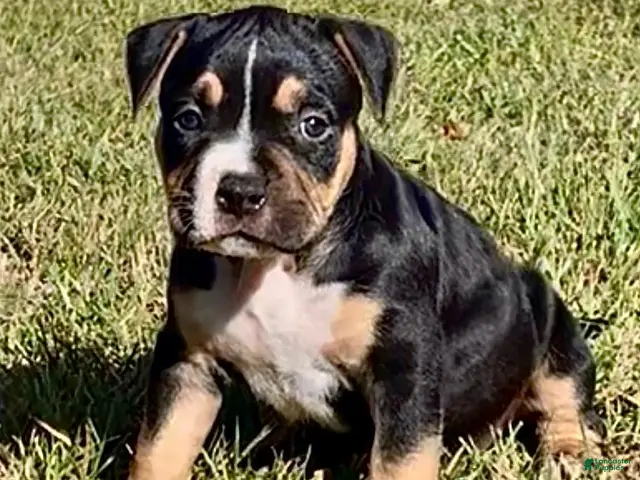 American Bully dogs for sale: American Bully 2 - Ad 2