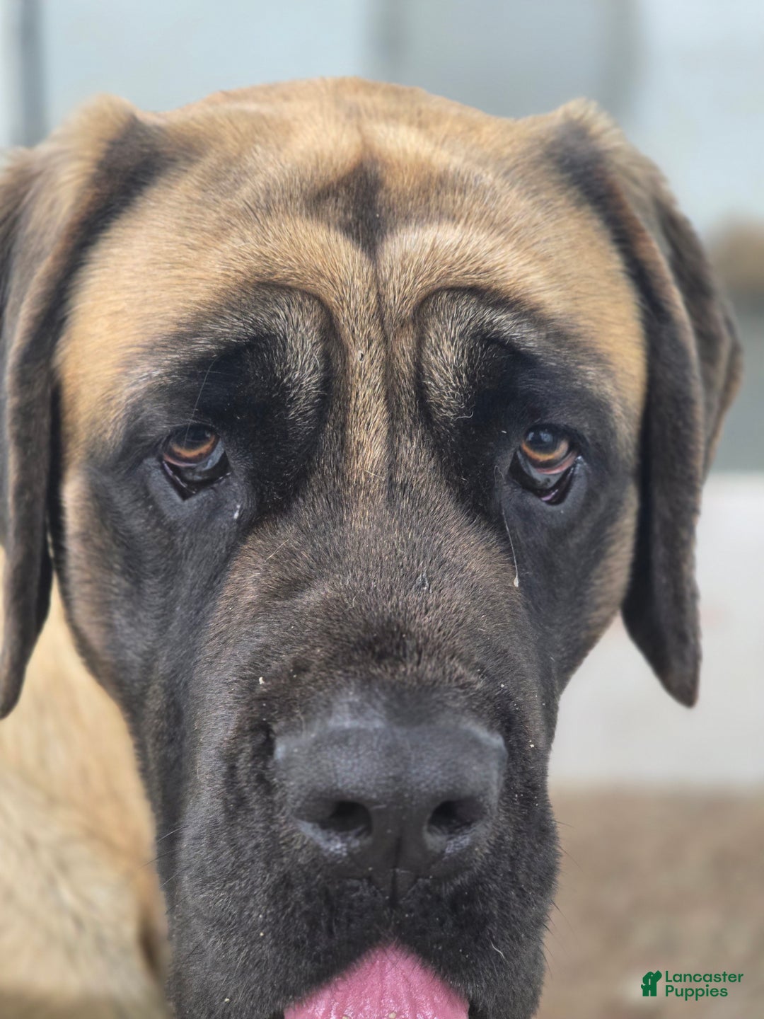 English Mastiff dogs for sale: Connie - Ad 7