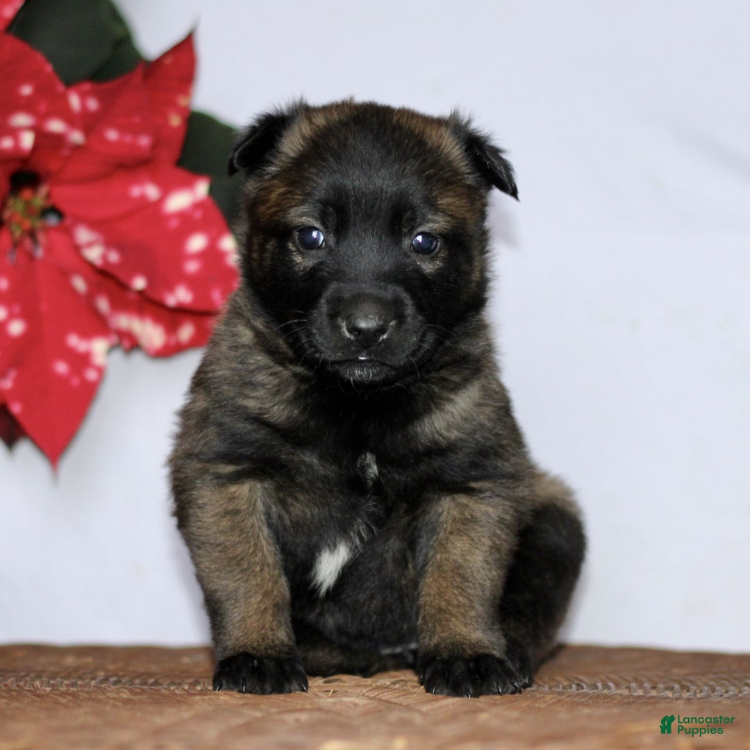 Belgian Malinois dogs for sale: Amelia  - Ad 1