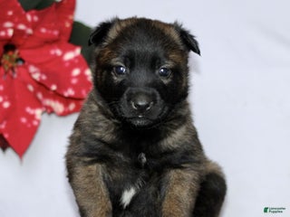 Belgian Malinois dogs Amelia - Ad 42