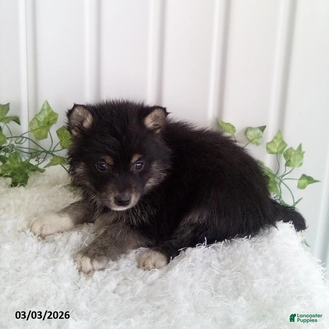Pomsky dogs for sale: Mindy - Ad 1