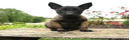 Belgian Malinois dogs for sale: Maya - Ad 3