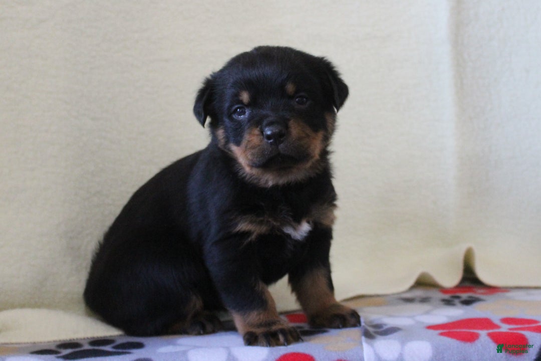 Rottweiler dogs for sale: Hope  - Ad 1