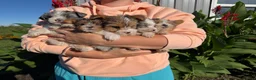 Yorkshire Terrier dogs for sale: Yorkshire Terrier 2 - Ad 7