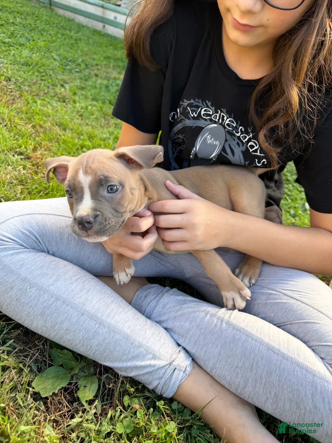 American Bully dogs for sale: Bruno  - Ad 1