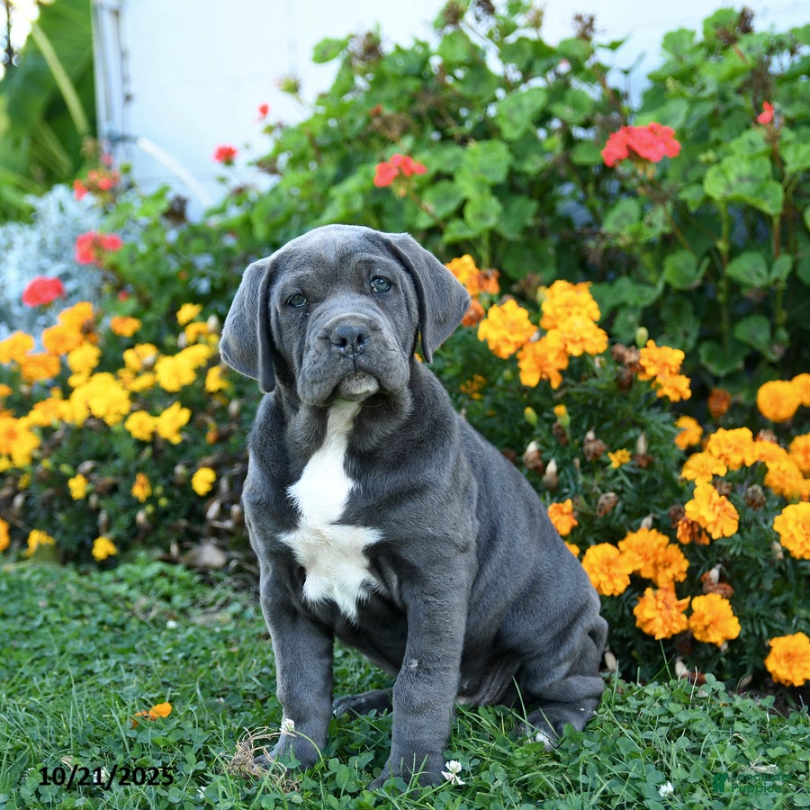Cane Corso dogs April - Ad 9