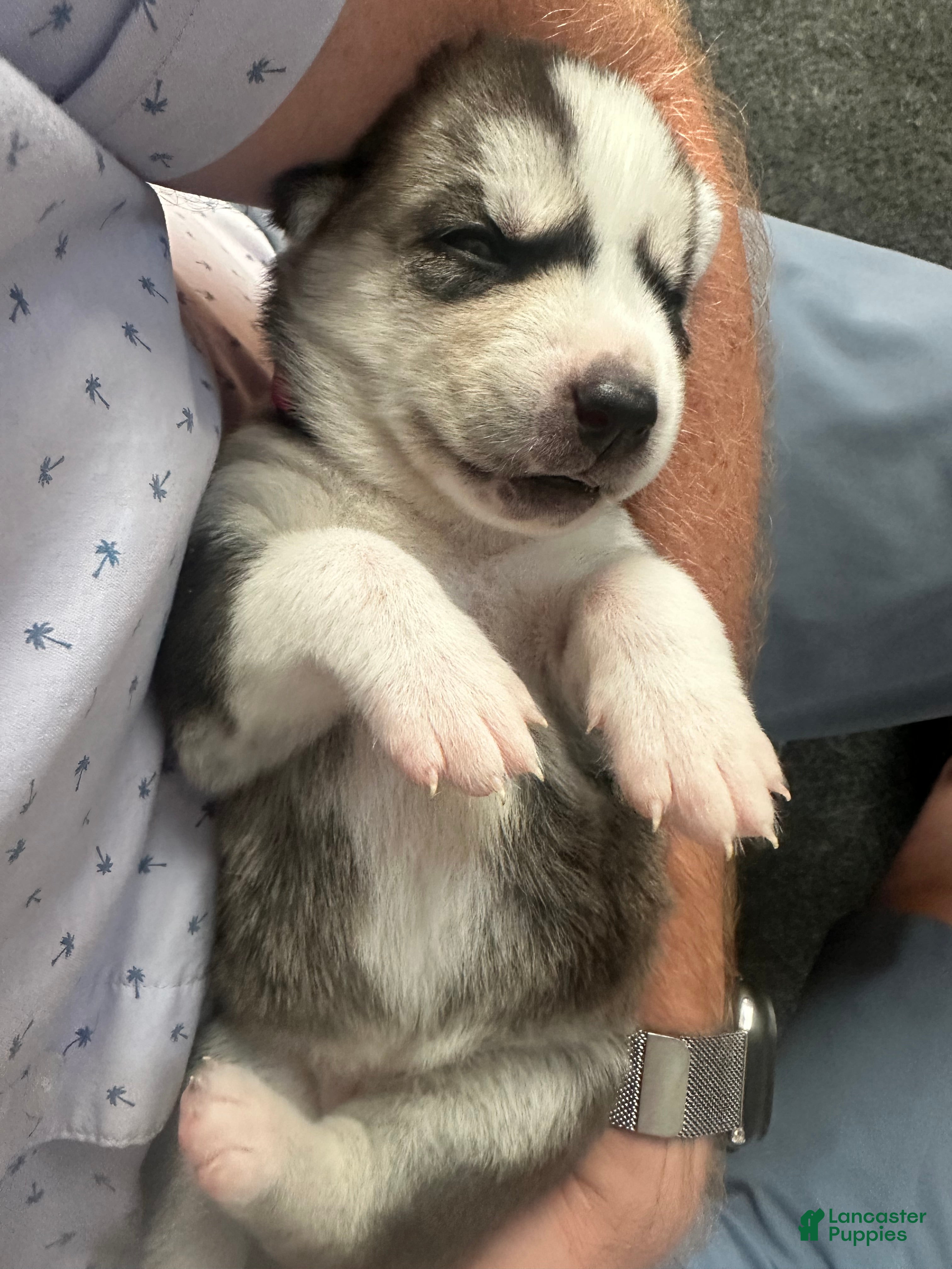 Siberian Husky dogs Annie Grace - Ad 2