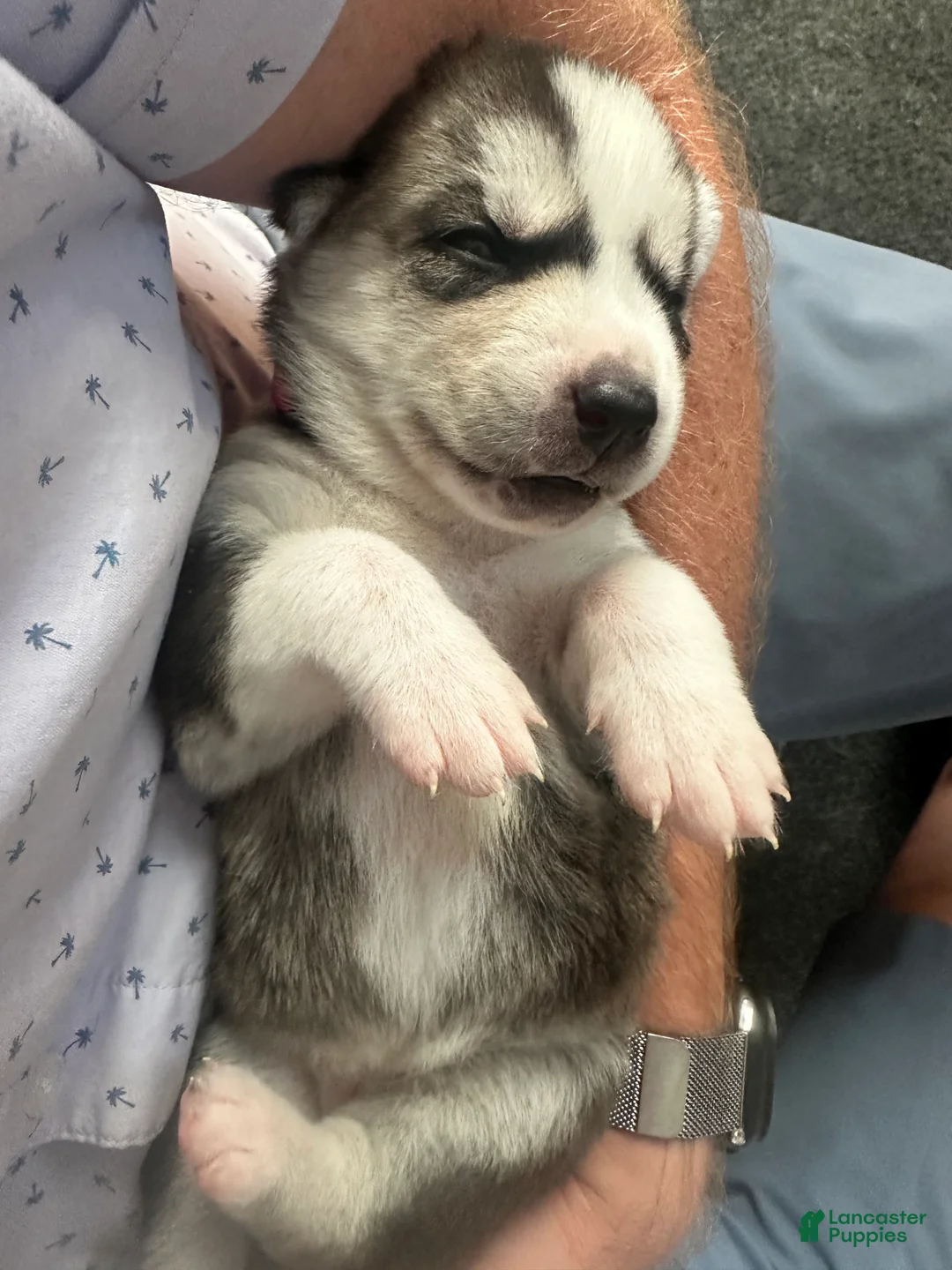Siberian Husky dogs for sale: Annie Grace - Ad 2
