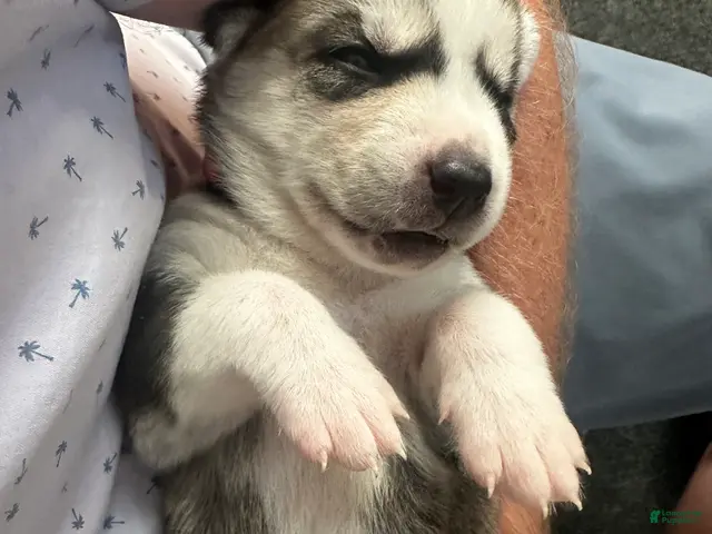 Siberian Husky dogs for sale: Annie Grace - Ad 2