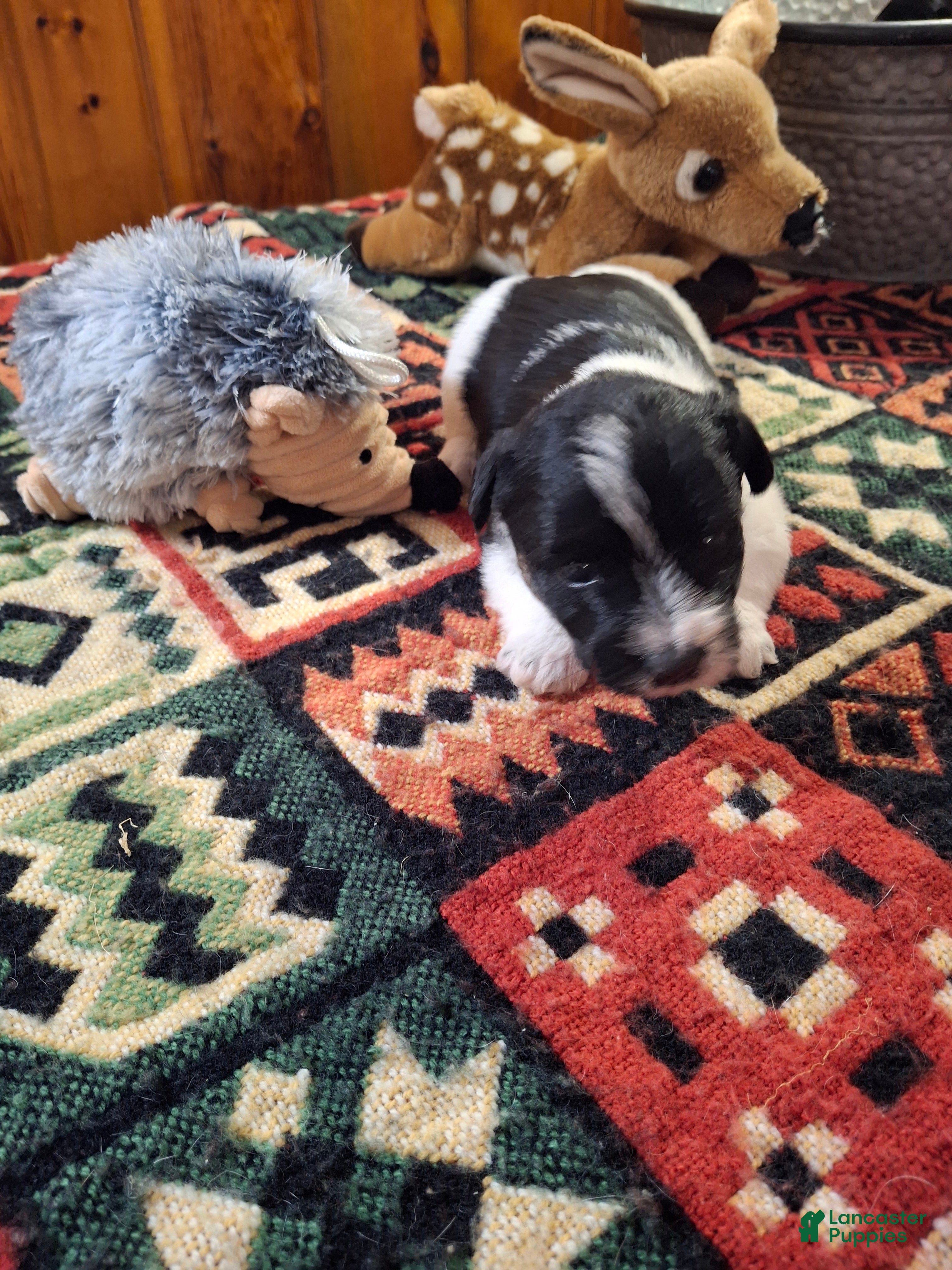Russell Terrier dogs Boardman Valley Maggie  - Ad 2