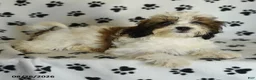 Mixed Breed dogs for sale: Utopia - Ad 3