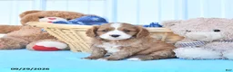 Cavapoo dogs for sale: Bingo - Ad 4