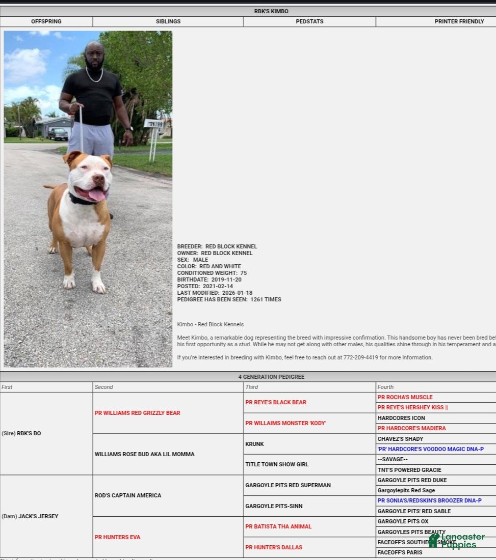 American Bully dogs RBK'S Kimbo - Ad 1