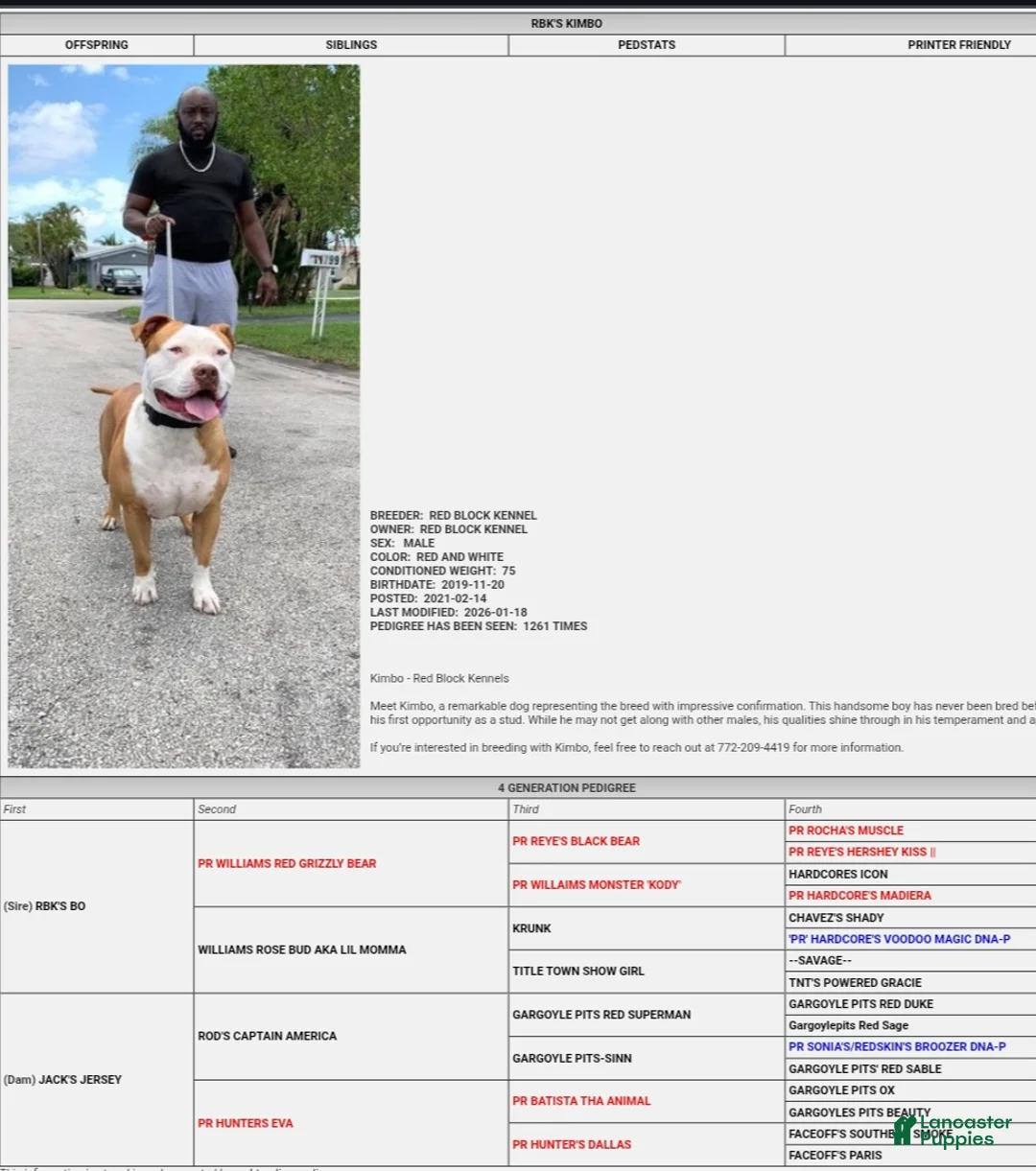 American Bully dogs for stud: RBK'S Kimbo - Ad 1