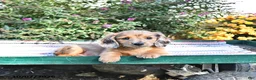 Miniature Dachshund dogs for sale: Kendrick - Ad 3