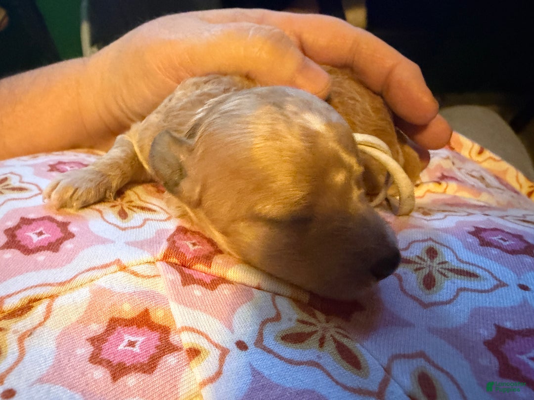 Miniature Poodle dogs for sale: AKC Miniature Poodle Puppy White - Ad 2