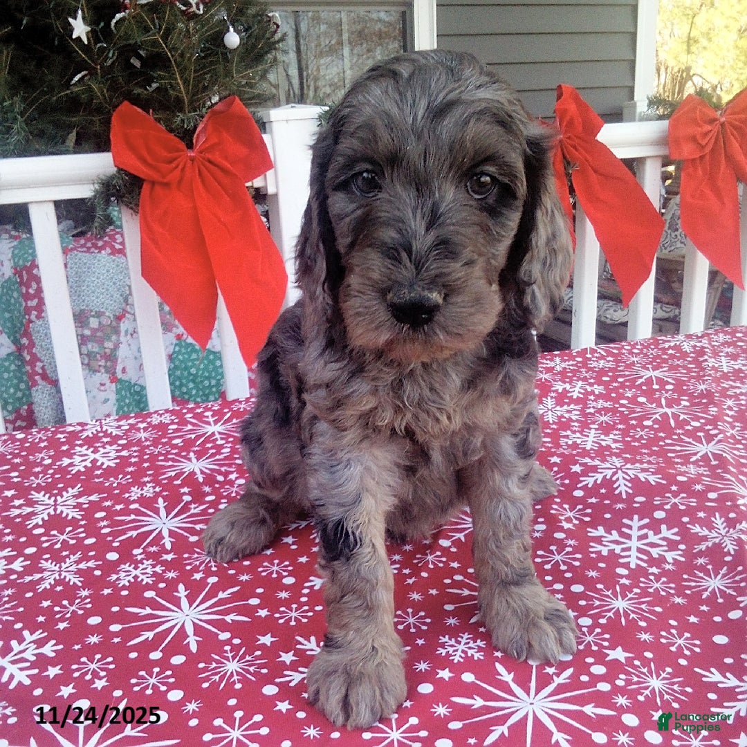 Goldendoodle dogs for sale: Bella - Merle - Ad 1