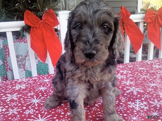 Goldendoodle dogs Bella - Ad 34