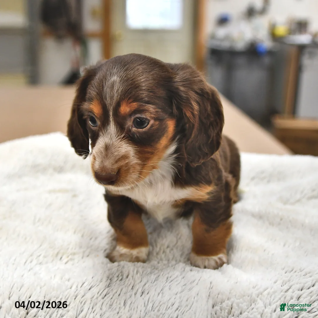 Miniature Dachshund dogs for sale: Lily - Ad 2