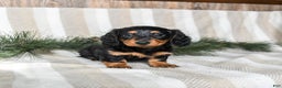 Miniature Dachshund dogs for sale: Caramel - Ad 2