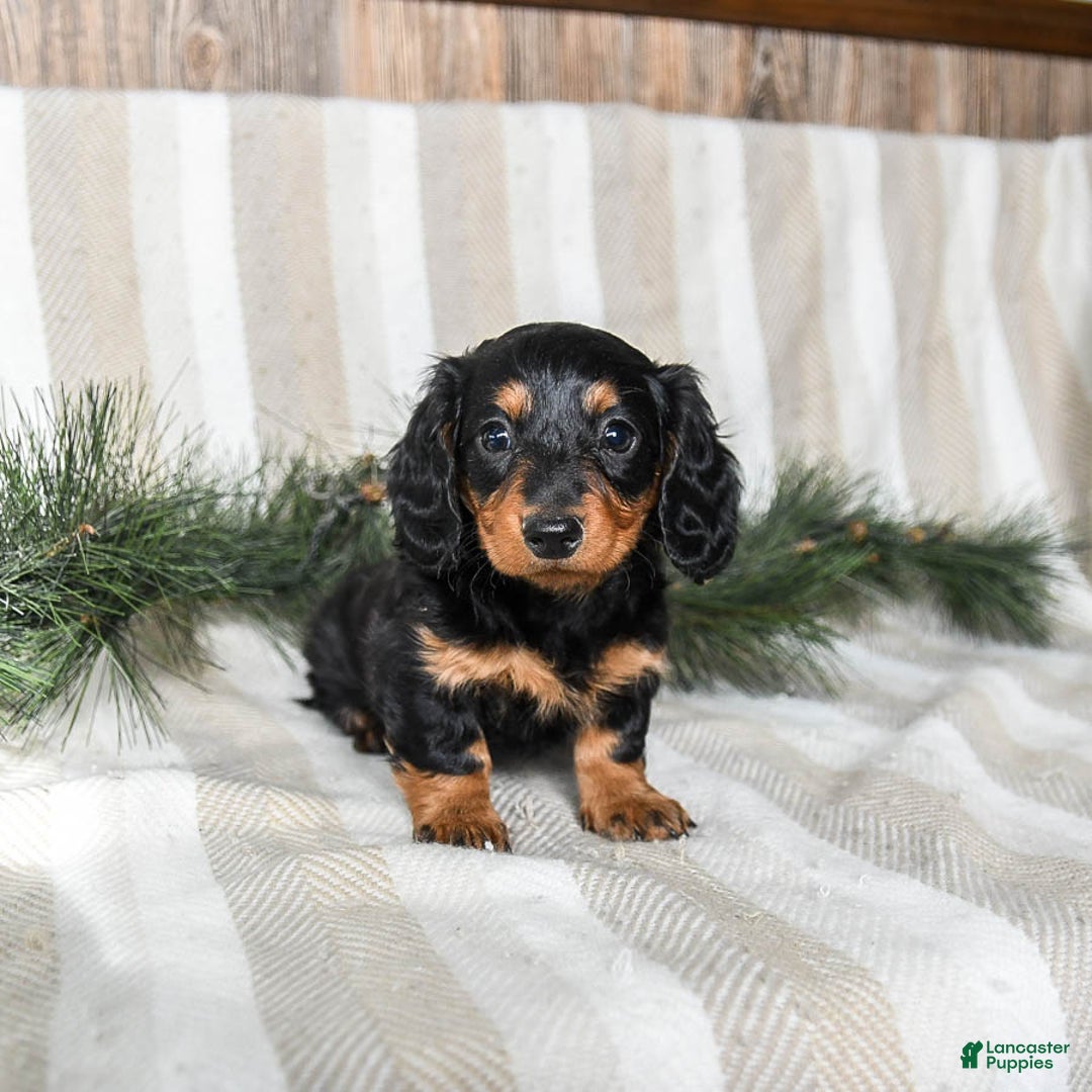 Miniature Dachshund dogs for sale: Caramel - Ad 2