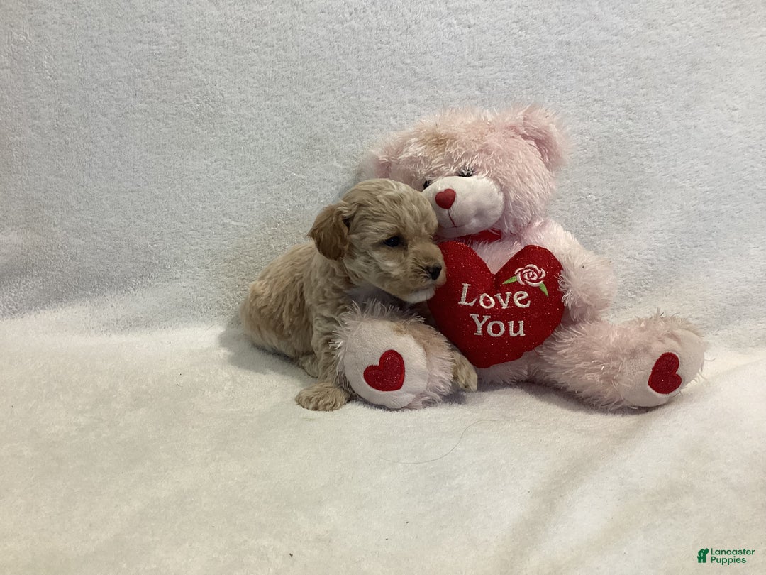 Maltipoo dogs for sale: Cody - Ad 8