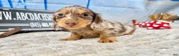 Dachshund dogs for sale: Uno chocolate dapple boy - Ad 4