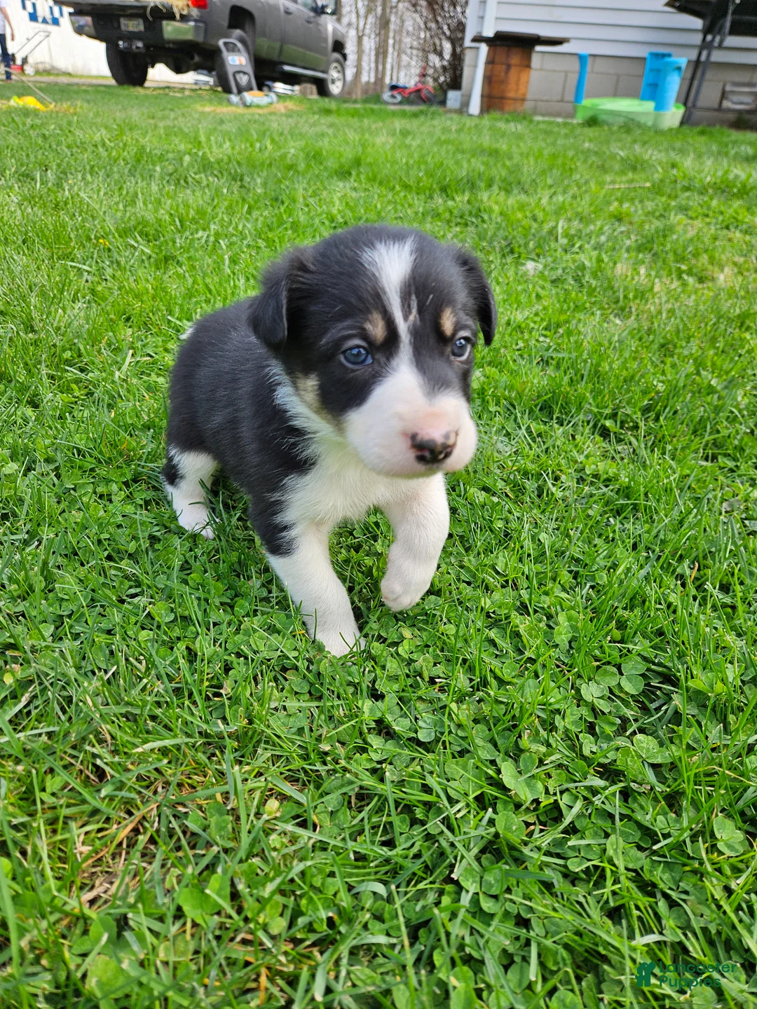 Border Collie dogs for sale: Roy - Ad 2
