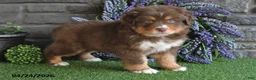 Australian Shepherd dogs for sale: Rusty - Ad 1