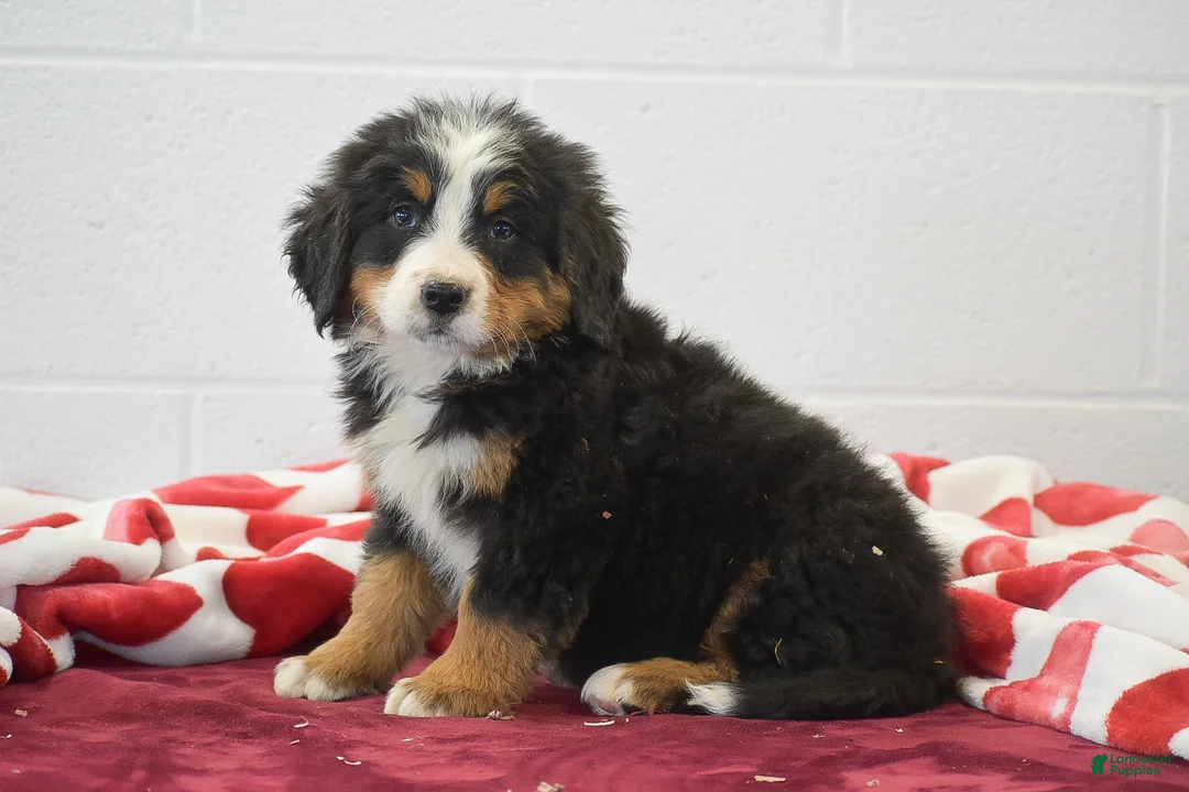 Bernese Mountain Dog dogs for sale: Chestnut - Ad 1
