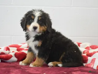 Bernese Mountain Dog dogs Chestnut - Ad 6