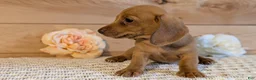 Miniature Dachshund dogs for sale: Hendrix  - Ad 6