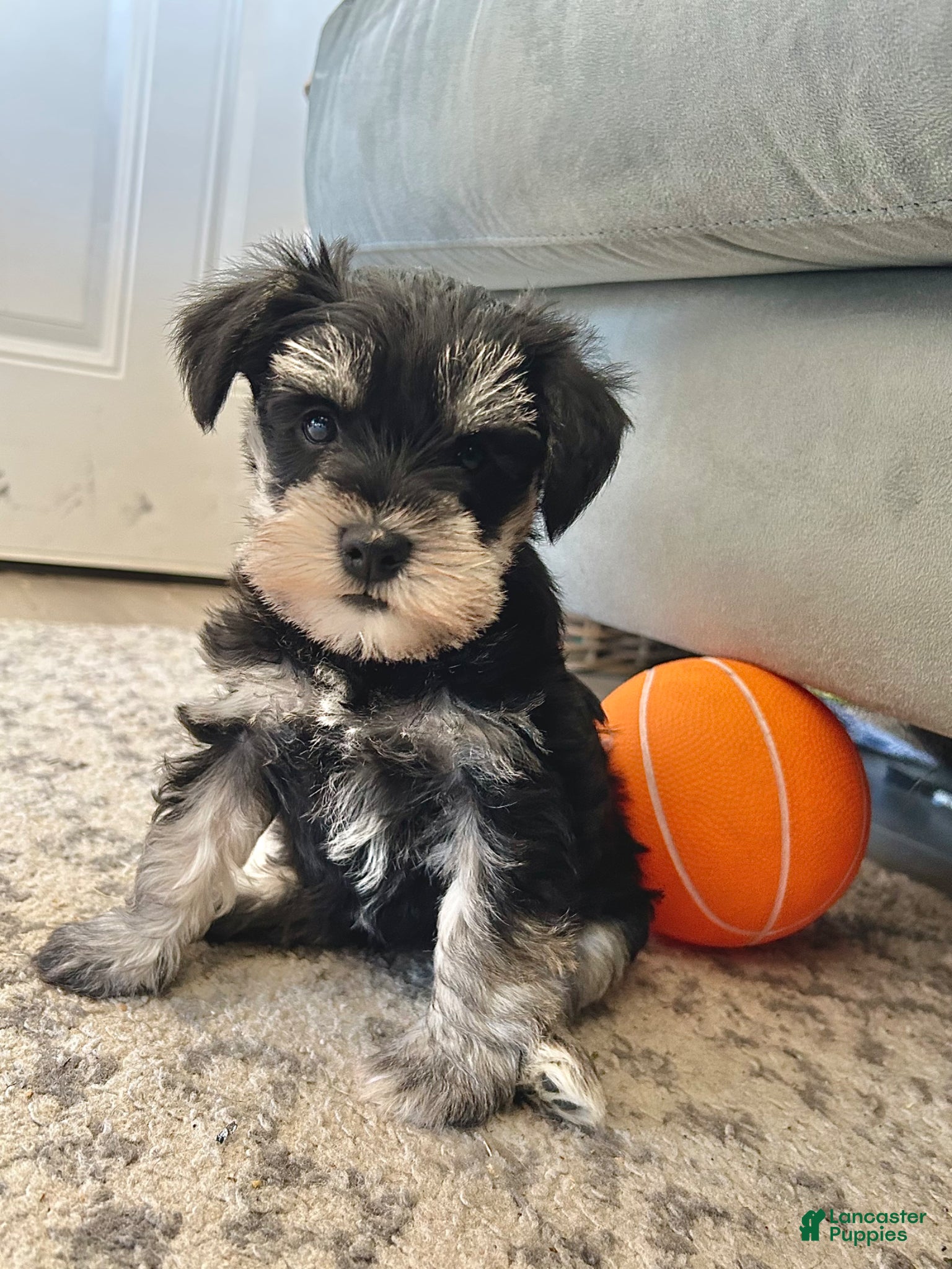 Miniature Schnauzer dogs Cassy - Ad 42