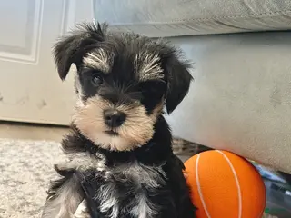 Miniature Schnauzer dogs Cassy - Ad 42
