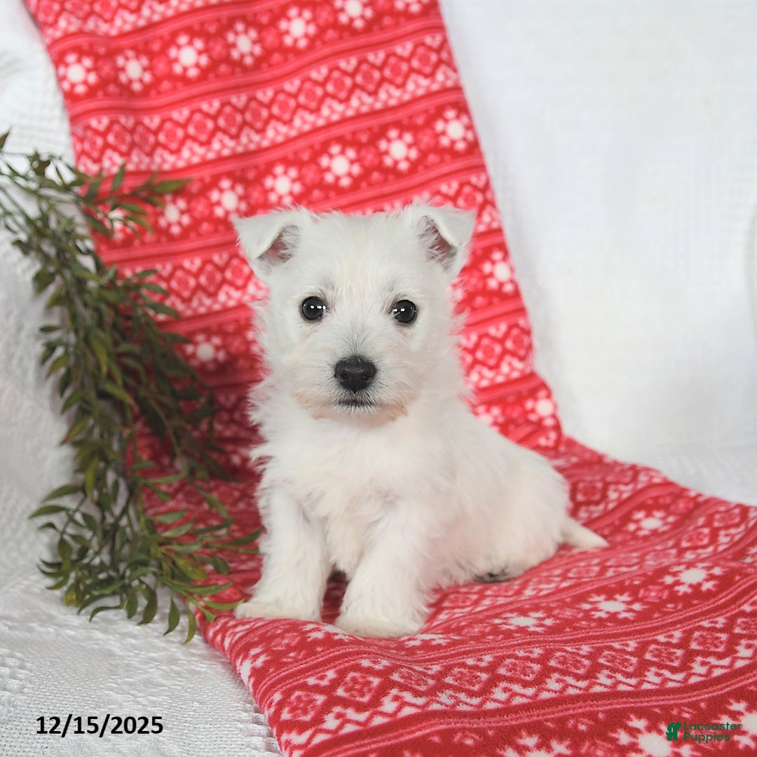 West Highland Terrier dogs for sale: Skipper - Ad 2