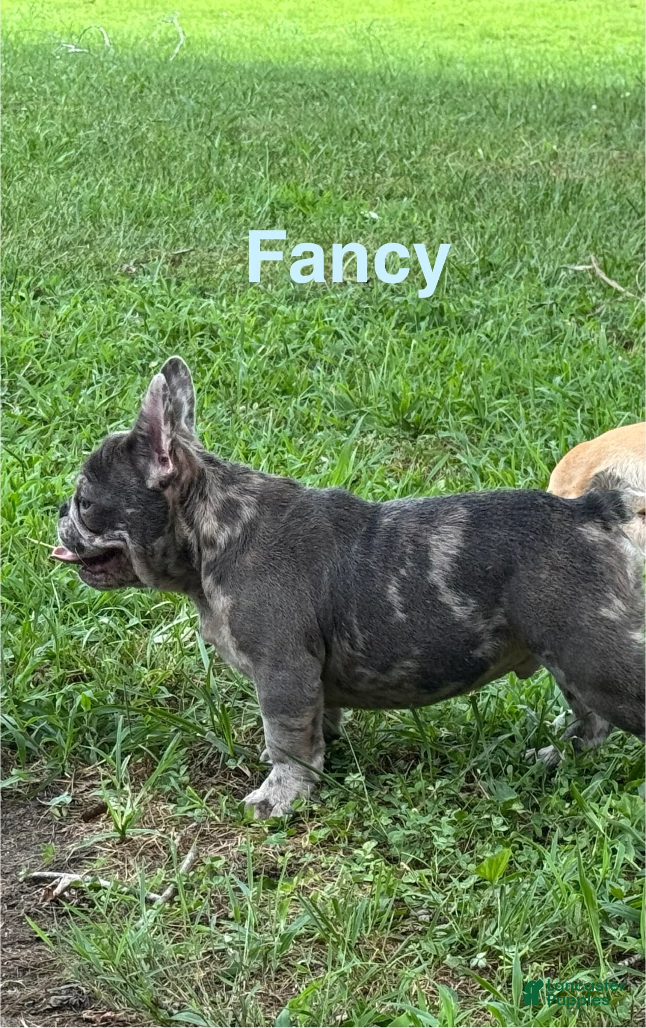 French Bulldog dogs Smiles - Ad 2