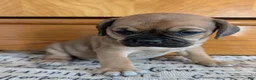 Puggle dogs for sale: Kati - Ad 14