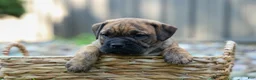 Beabull dogs for sale: Archie 🐶 - Ad 12