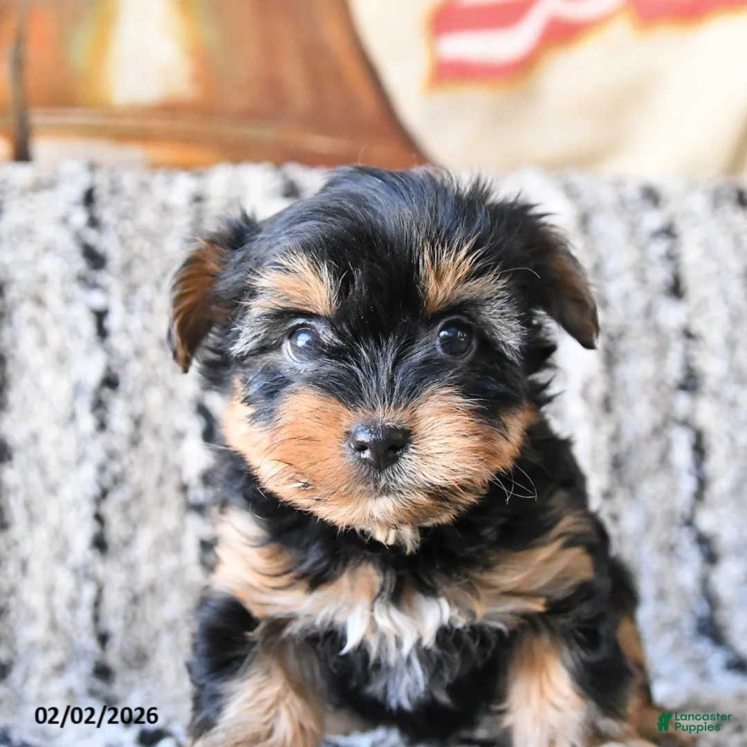 Yorkshire Terrier dogs for sale: Dixie - Ad 2