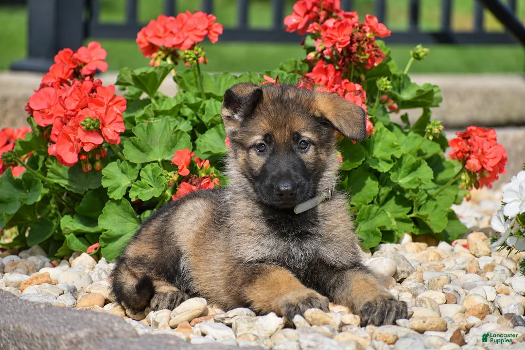 German Shepherd dogs for sale: Ember - Ad 1